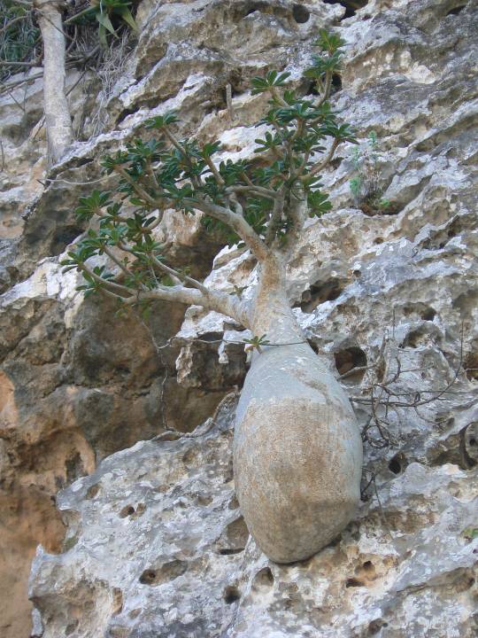 232 Dorstenia gigas.jpg
