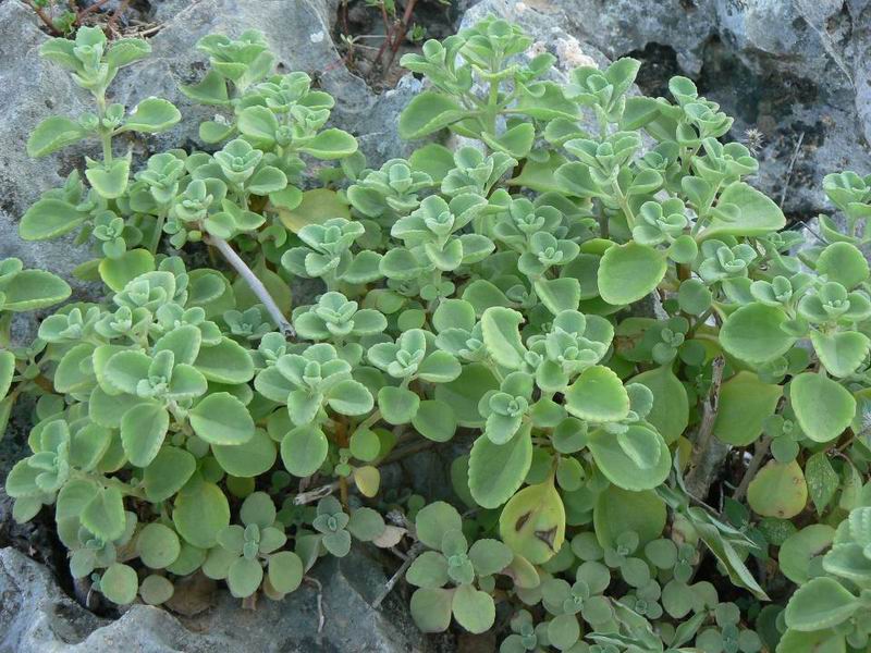 233 Plectranthus socotranus.jpg
