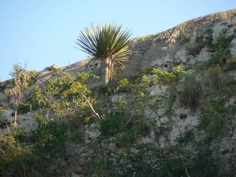 234 Dracaena draco.jpg