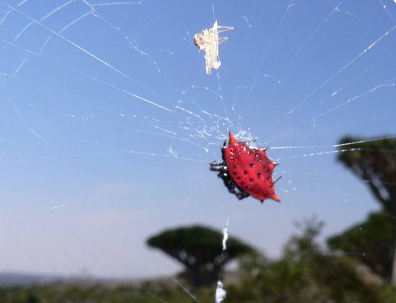 235 Gasteracantha sanguinolenta Dixam.jpg