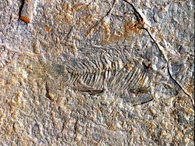 244 poisson fossille au Sahara JL.jpg