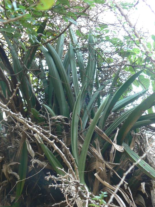 252 Eulophia petersii.jpg