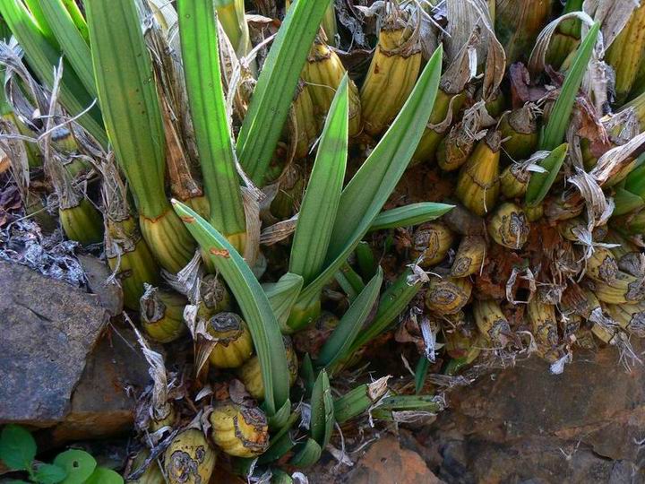 253 Eulophia petersii.jpg