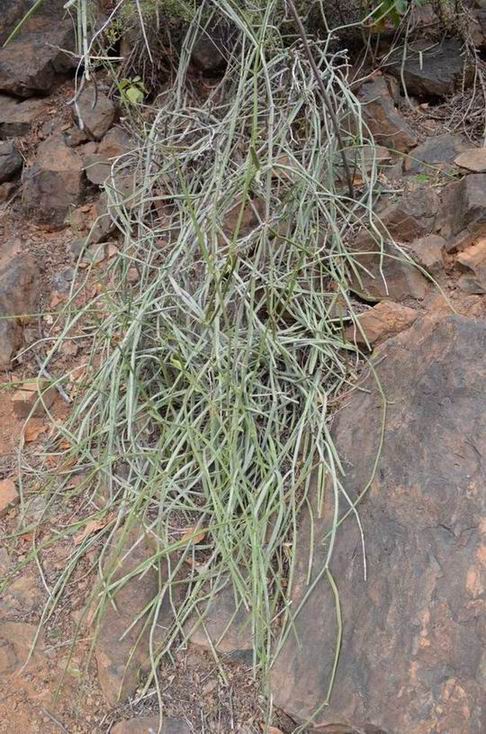254 Cissus salehi sp. nova.jpg