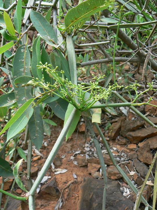 255 Cissus salehi sp. nova.jpg