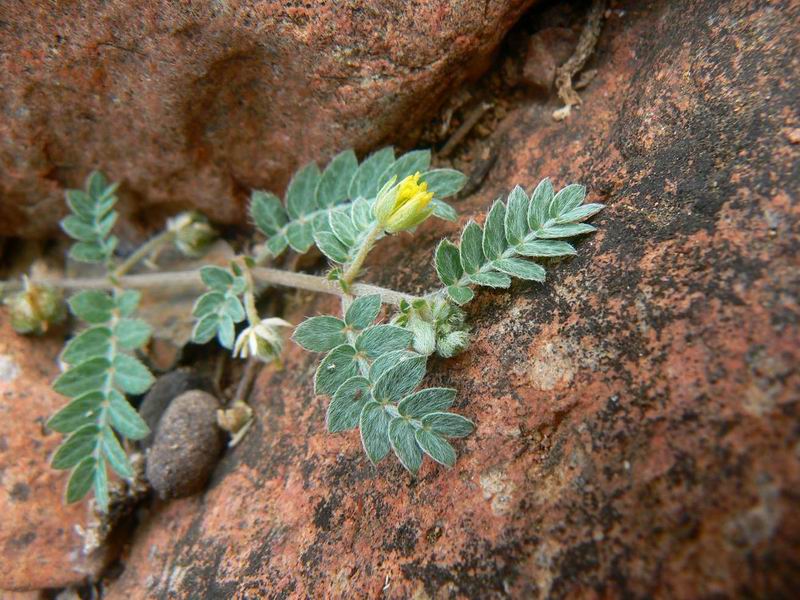 256 Tribulus arabicus.jpg