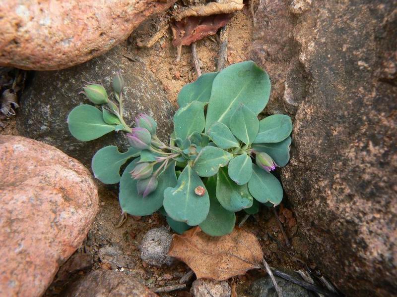 257 Corbichonia decumbens.jpg