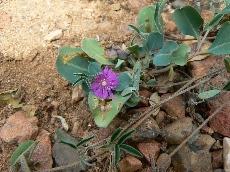 258 Corbichonia decumbens.jpg