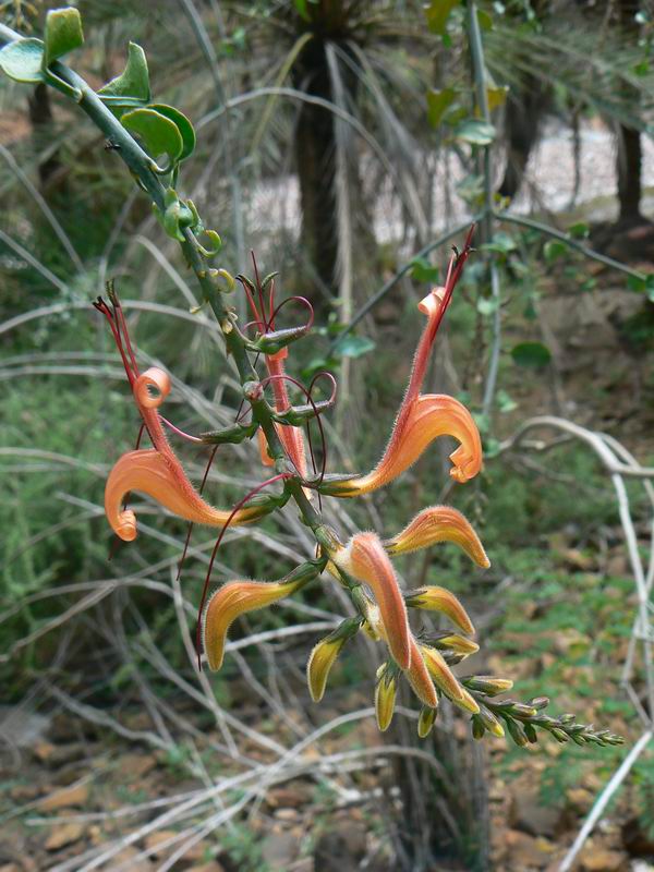 259 Angkalanthus oligophylla, Dixam-Wadi Derhour P1230610.JPG