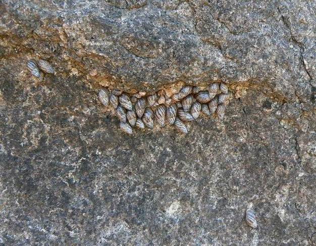 Achatinelloides hadibuensis Hadih MCA P1320683.jpg