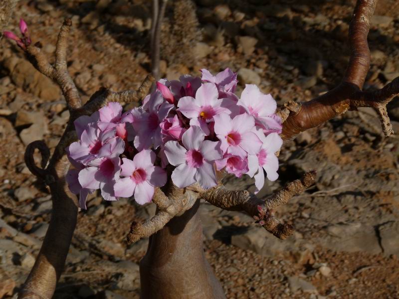 291 Adenium socotranum Hagghier Meheni P1070237.JPG