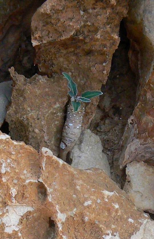 294 Euphorbia hadramautica MCA P1330125z.jpg
