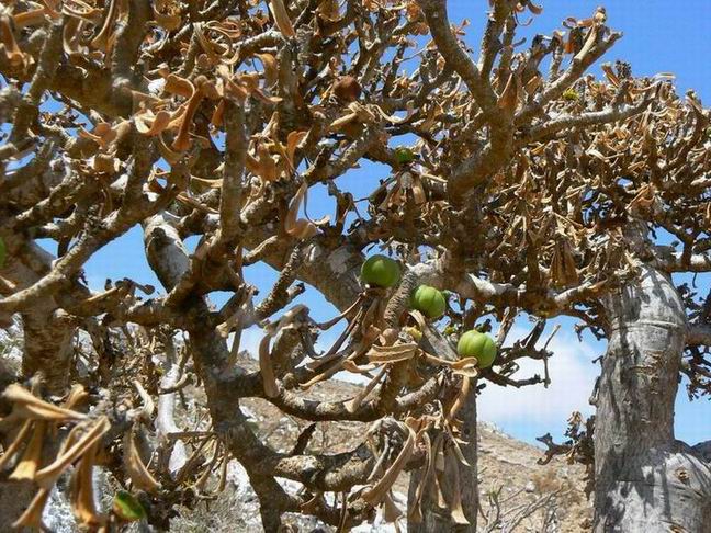307 Euphorbia marie-cladieae capsules.jpg