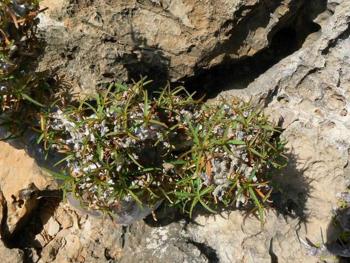 309 Euphorbia marie-cladieae c.jpg