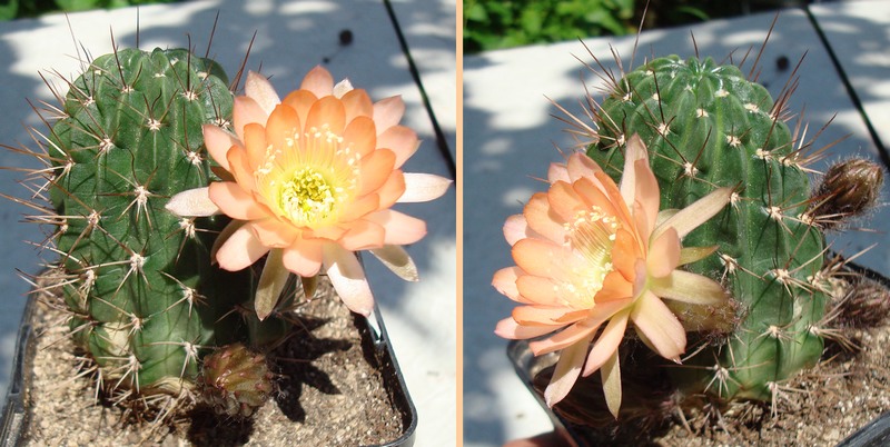 200615 Lobivia sp.JPG