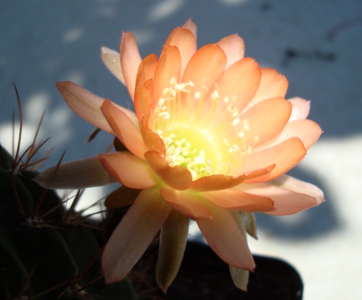 200615 Fleur de Lobivia sp.JPG