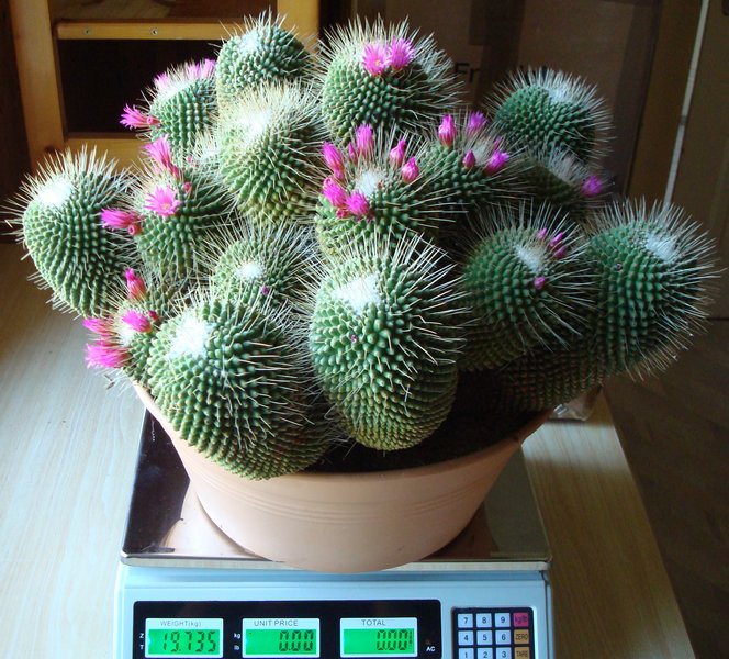 200624 Mammillaria un pico.JPG