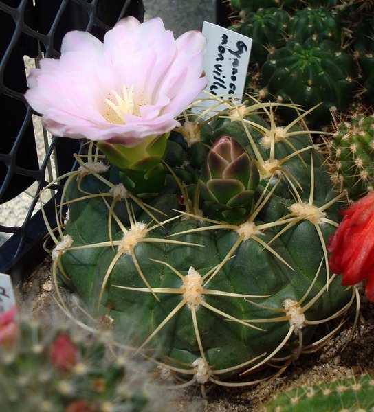 200625 Gymnocalycium monvillei.JPG