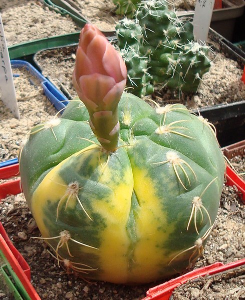 200625 Gymnocalycium variegata.JPG