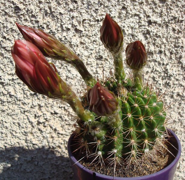 200625 Echinopsis mamillosa var. kermesina.JPG