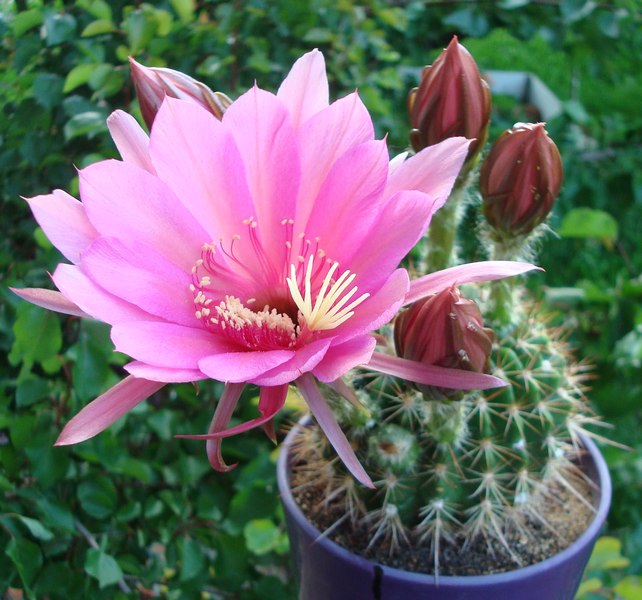 200626 Echinopsis mamillosa var. kermesina.JPG