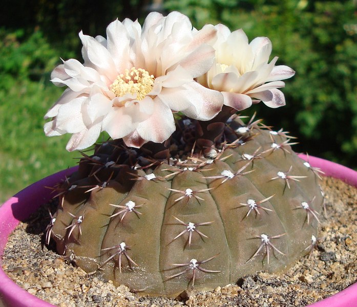 200626 Gymnocalycium.JPG