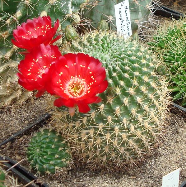 200626 Sulcorebutia sp.JPG