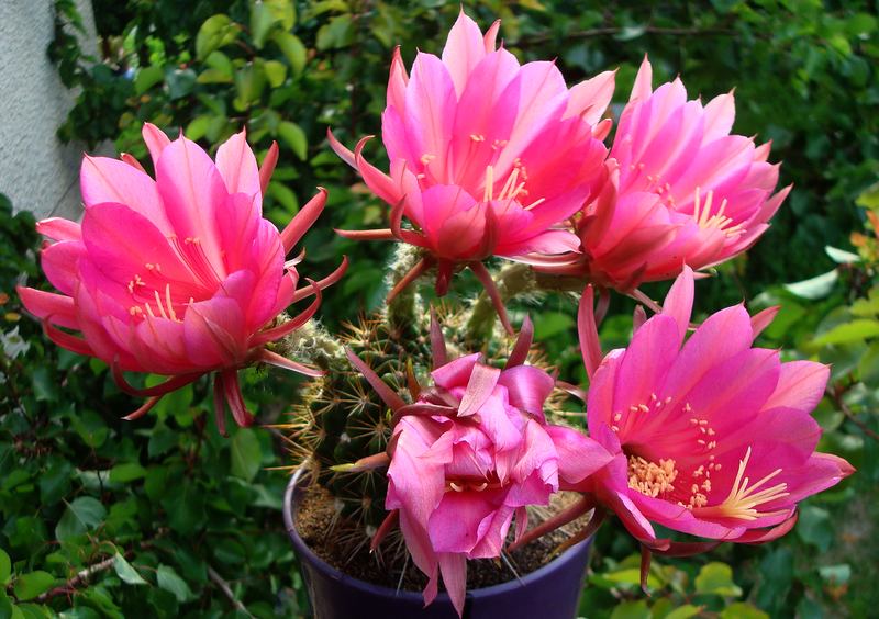 200627 Echinopsis mamillosa var. kermesina.JPG