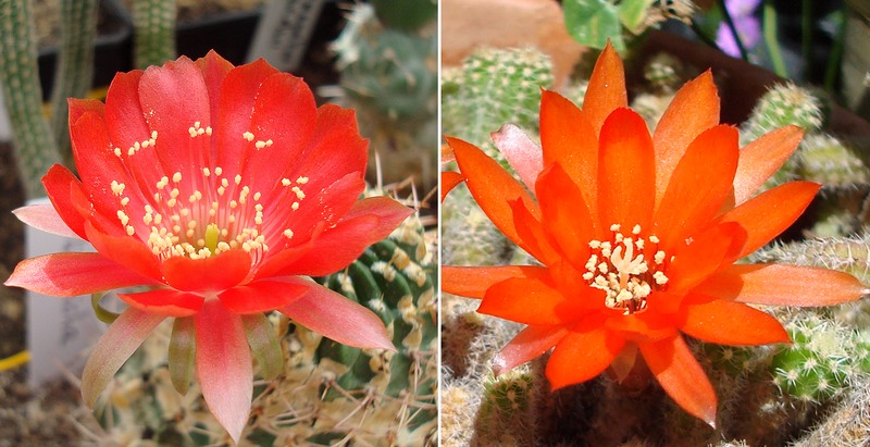 200629 Lobivia oligotricha et Echinopsis chamaecereus.jpg