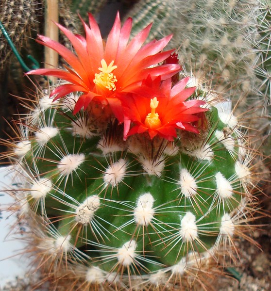 200629 Parodia laui.JPG