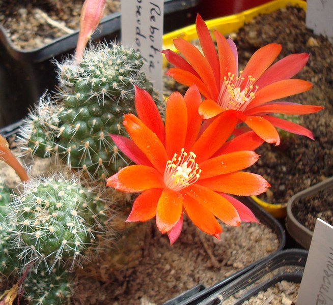 200629 Rebutia pseudodeminuta.JPG
