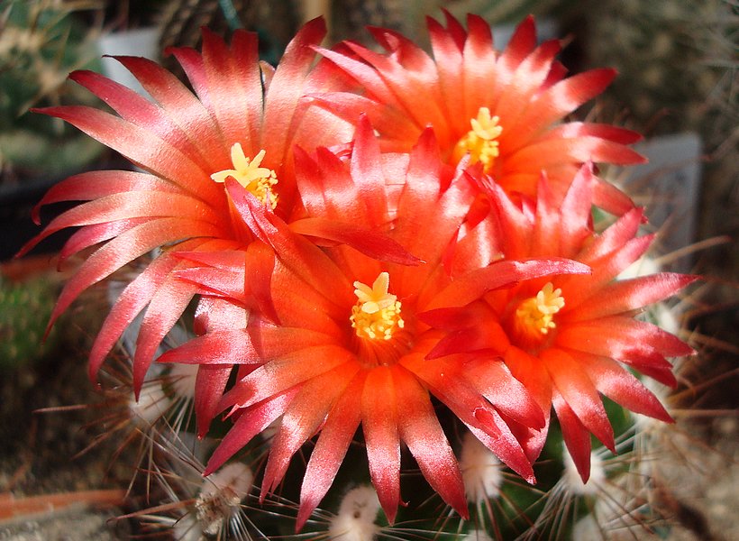 200701 Parodia laui.JPG