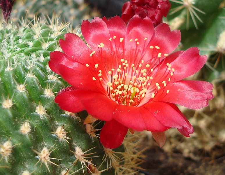 200701 Sulcorebutia sp.JPG