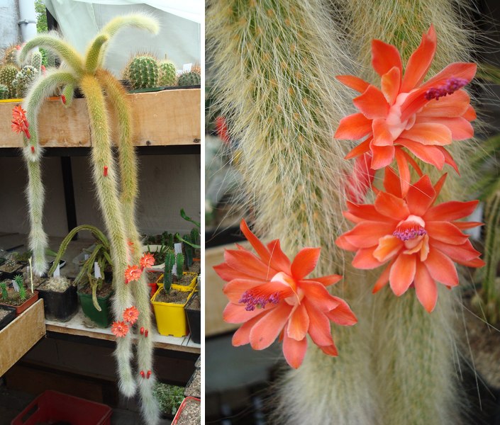 200703 Cleistocactus colademononis.jpg