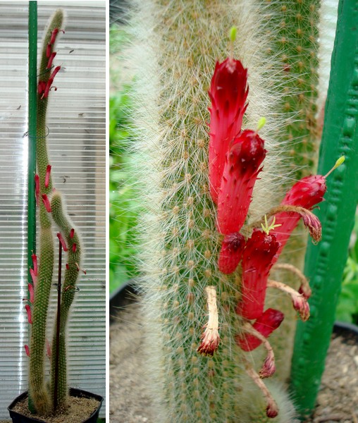 200703 Cleistocactus strausii.jpg
