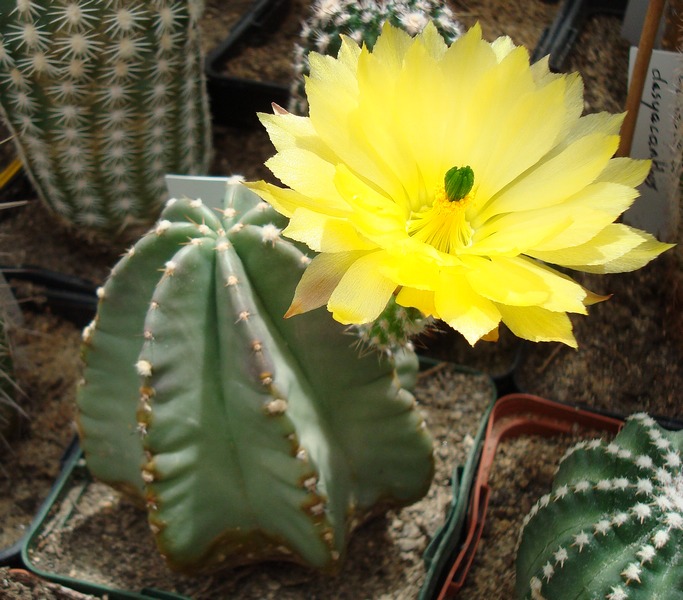 200706 Echinocereus subinermis.JPG