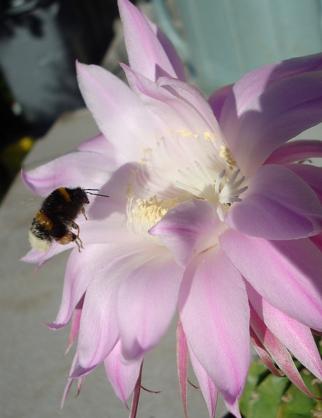 200707 Echinopsis werdermannii.JPG