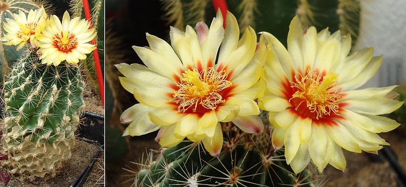 200709 Thelocactus setispinus.jpg