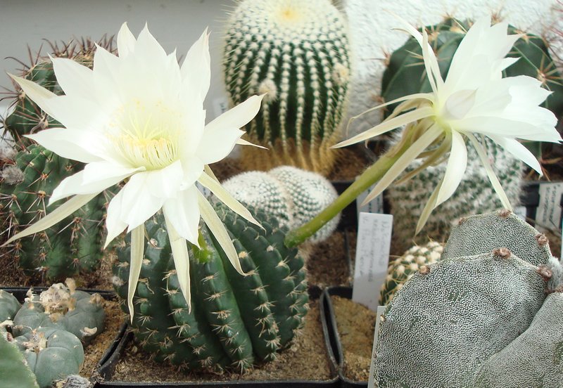 200709 Echinopsis ancistrophora.JPG