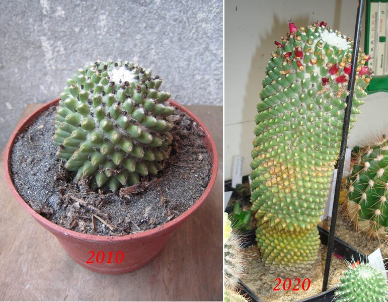 200709 Mammillaria polythele fa. Nudum.JPG