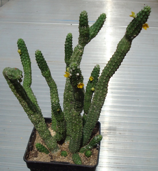 200714 Echidnopsis cereiformis.JPG