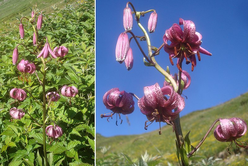 200712 Lilium martagon.jpg