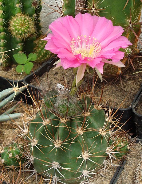 200722 Echinopsis caineana.JPG
