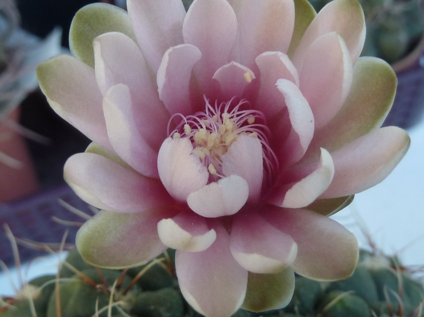2020-07-08 Gymno sp rose Chavanel.jpg