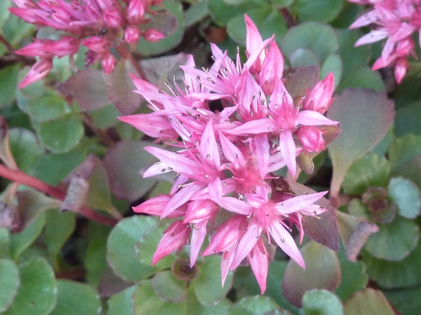2020-07-08 Sedum spurium .jpg