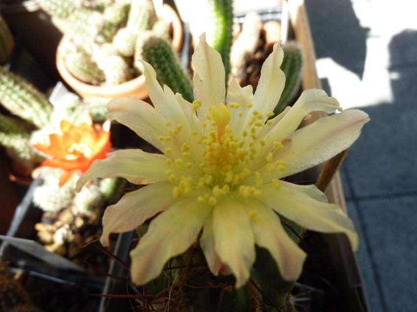 2020-07-09 Copiapoa coquimbana.jpg