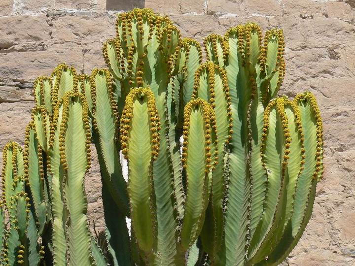 31 Euphorbia ammak.jpg
