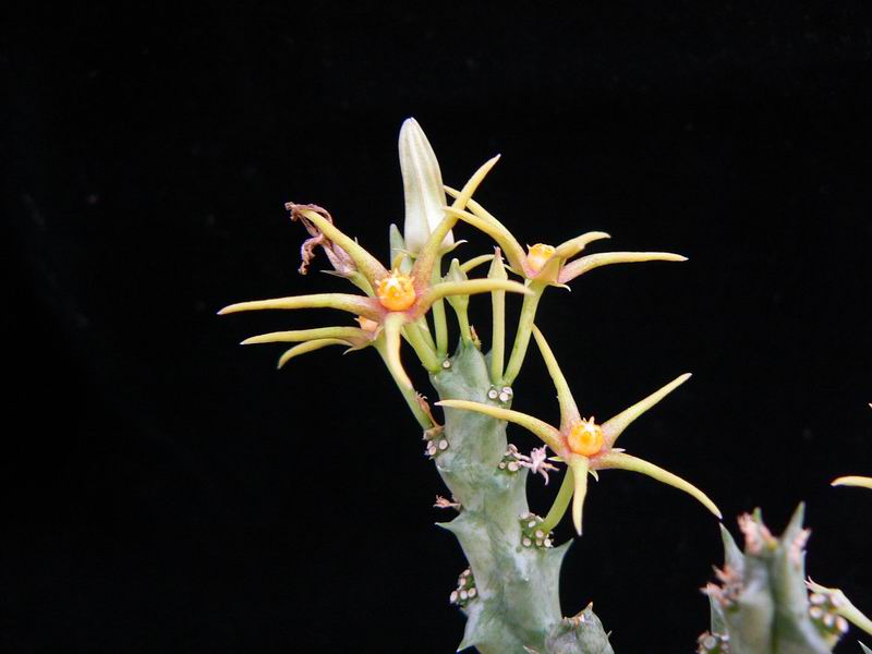 33 Caralluma wissmannii Wadi Dahr Yemen P1360260.JPG