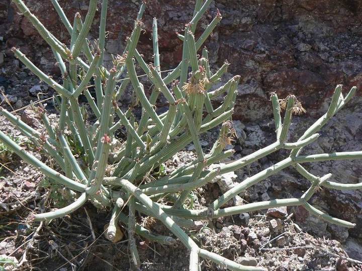 34 Senecio (Kleinia) odorum.jpg