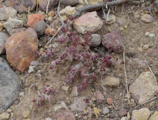 37 Portulaca quadrifida Wadi Dahr Yemen DSC_0014z.jpg